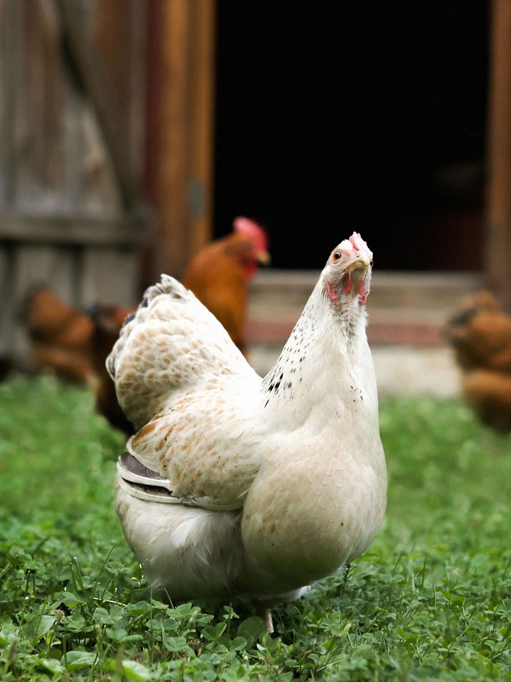 ChickenMax Mix